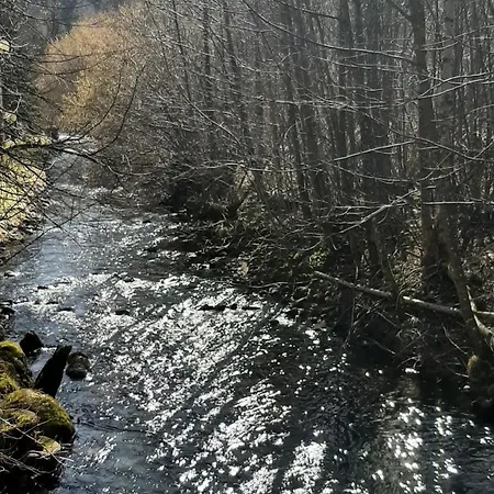 Aux Abords Du Ruisseau