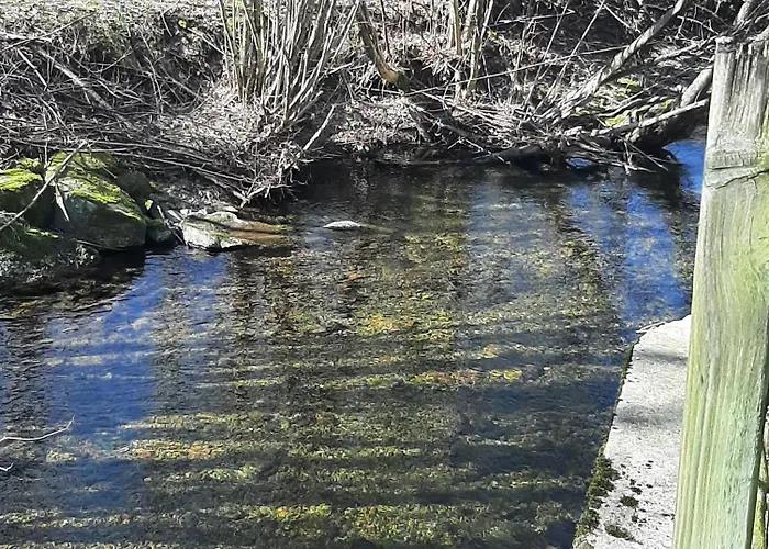 Aux Abords Du Ruisseau